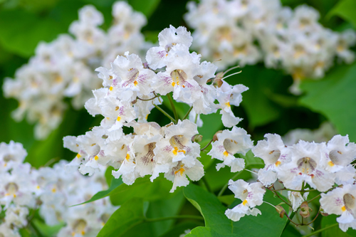 Catalpa bignonioides medium sized deciduous ornamental flowering tree, branches with groups of white cigartree flowers, buds and green leaves